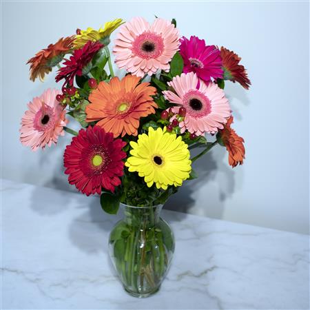 12 Gerbera Daisy - Mixed Colors 