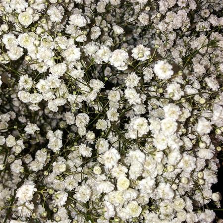 Baby&#39;s Breath for Roses